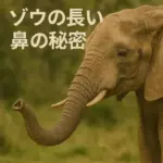 ぞうの鼻の秘密