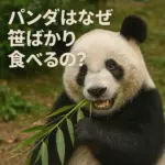パンダ笹を食べる