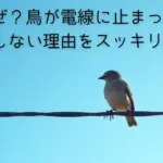 なぜ？鳥が電線に止まっても感電しない理由