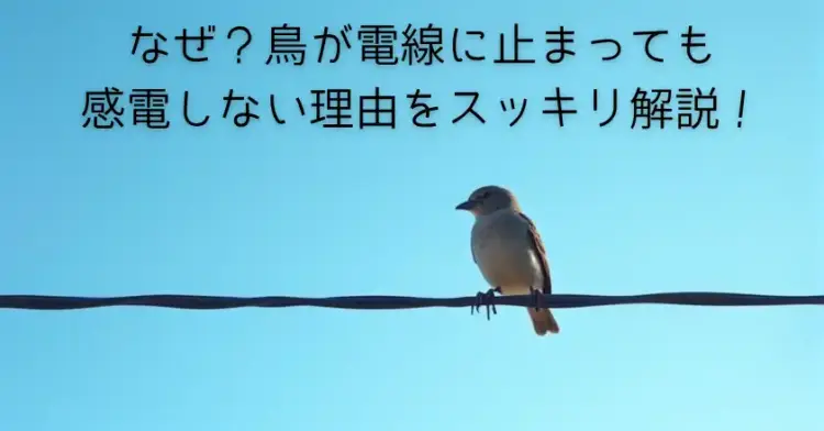 なぜ？鳥が電線に止まっても感電しない理由