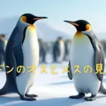 ペンギンのオスとメスの見分け方
