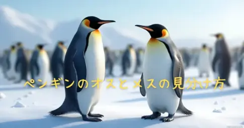 ペンギンのオスとメスの見分け方