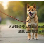 犬が散歩中に立ち止まる理由とは？