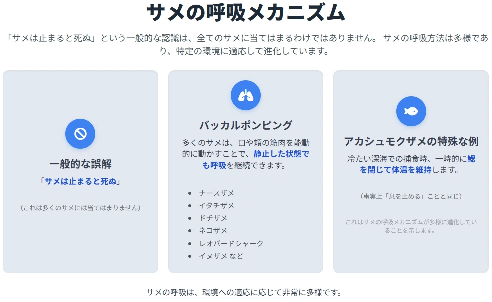 サメの呼吸メカニズム図解