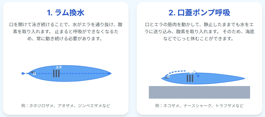 サメの呼吸方法:誤解の真実