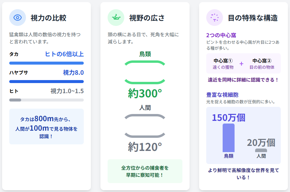 鳥の視覚能力についての図解