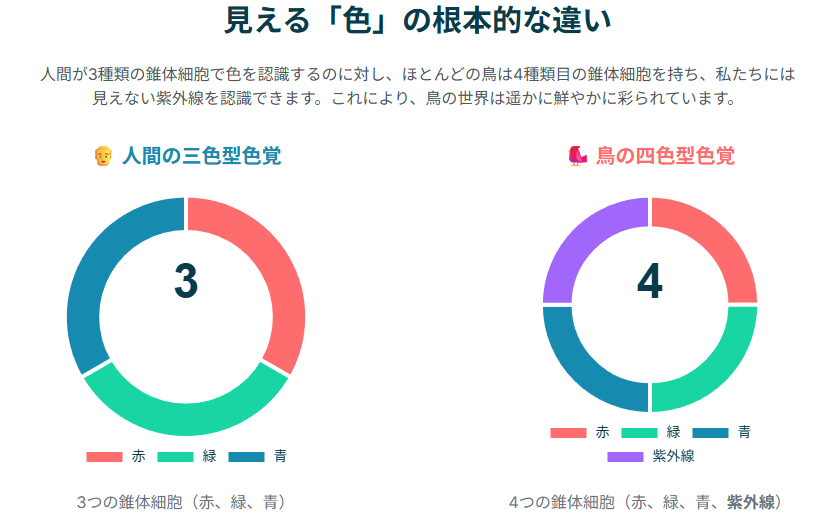 見える「色」の根本的な違い