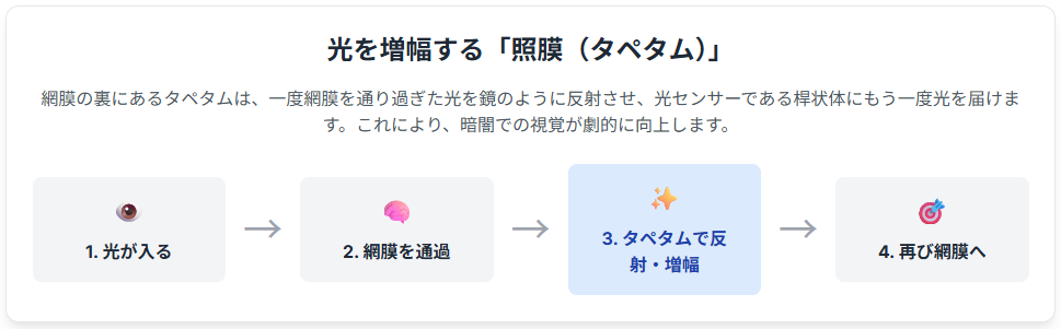 光を増幅する「照膜(タペタム)」