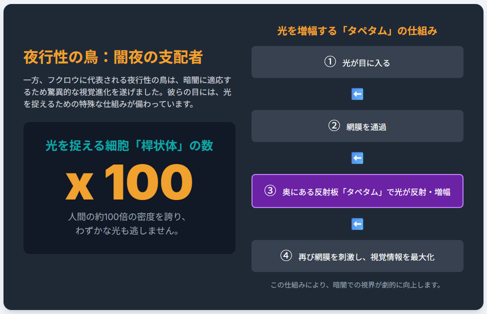 夜行性の鳥