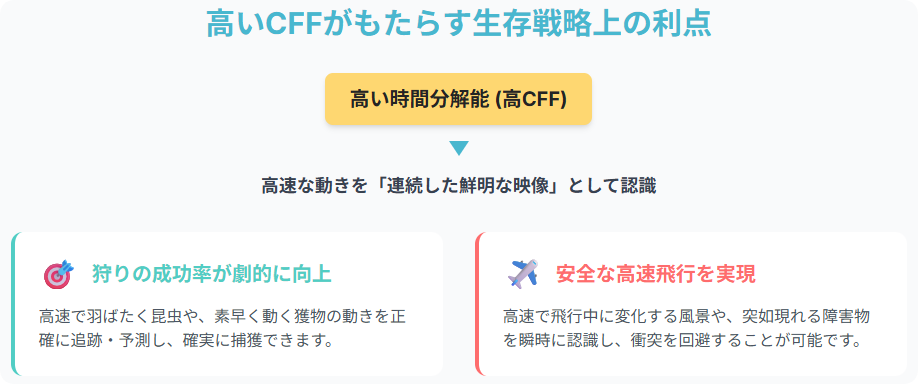 高いCFFがもたらす生存戦略上の利点