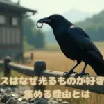 カラスはなぜ光るものが好きなの？