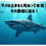 水中を泳ぐサメのイメージ