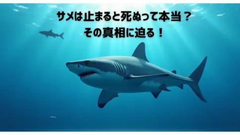 水中を泳ぐサメのイメージ