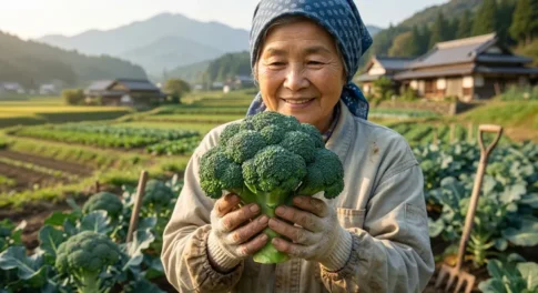 新たに指定野菜となったブロッコリー。日本の伝統的な農村風景の畑で、収穫したばかりの大きく新鮮なブロッコリーを両手で持ち、笑顔を見せる熟練の女性農家