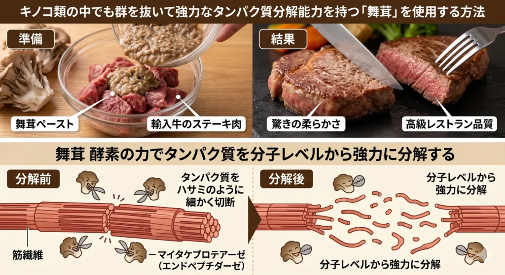 舞茸の強力なタンパク質分解酵素「マイタケプロテアーゼ」で輸入牛のステーキを柔らかくする方法。準備段階の舞茸ペースト塗布と、調理後の驚きの柔らかさの比較。下部では酵素(エンドペプチダーゼ)が肉の筋繊維を分子レベルで切断・分解するメカニズムを詳しく図解。
