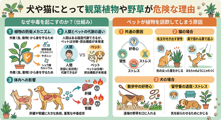 「犬や猫にとって観葉植物や野草が危険な理由の解説図。左側は中毒の仕組みとして、植物の防衛メカニズム(アルカロイドなど)、人間とペットの代謝能力の違い、肝臓や腎臓への悪影響を説明。右側は誤飲の原因として、共通の要因(好奇心やストレス)、猫の習性(毛玉吐きや葉での遊び)、犬の行動(散歩中の拾い食いや留守番時の退屈)をイラスト付きで解説しています。」