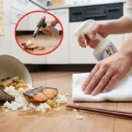 キッチンのフローリングに落としたご飯や焼き鮭を除菌スプレーで掃除する様子と、落ちた食べ物に息を吹きかけたりバーナーで加熱殺菌しようとする「3秒ルール」のイメージ画像